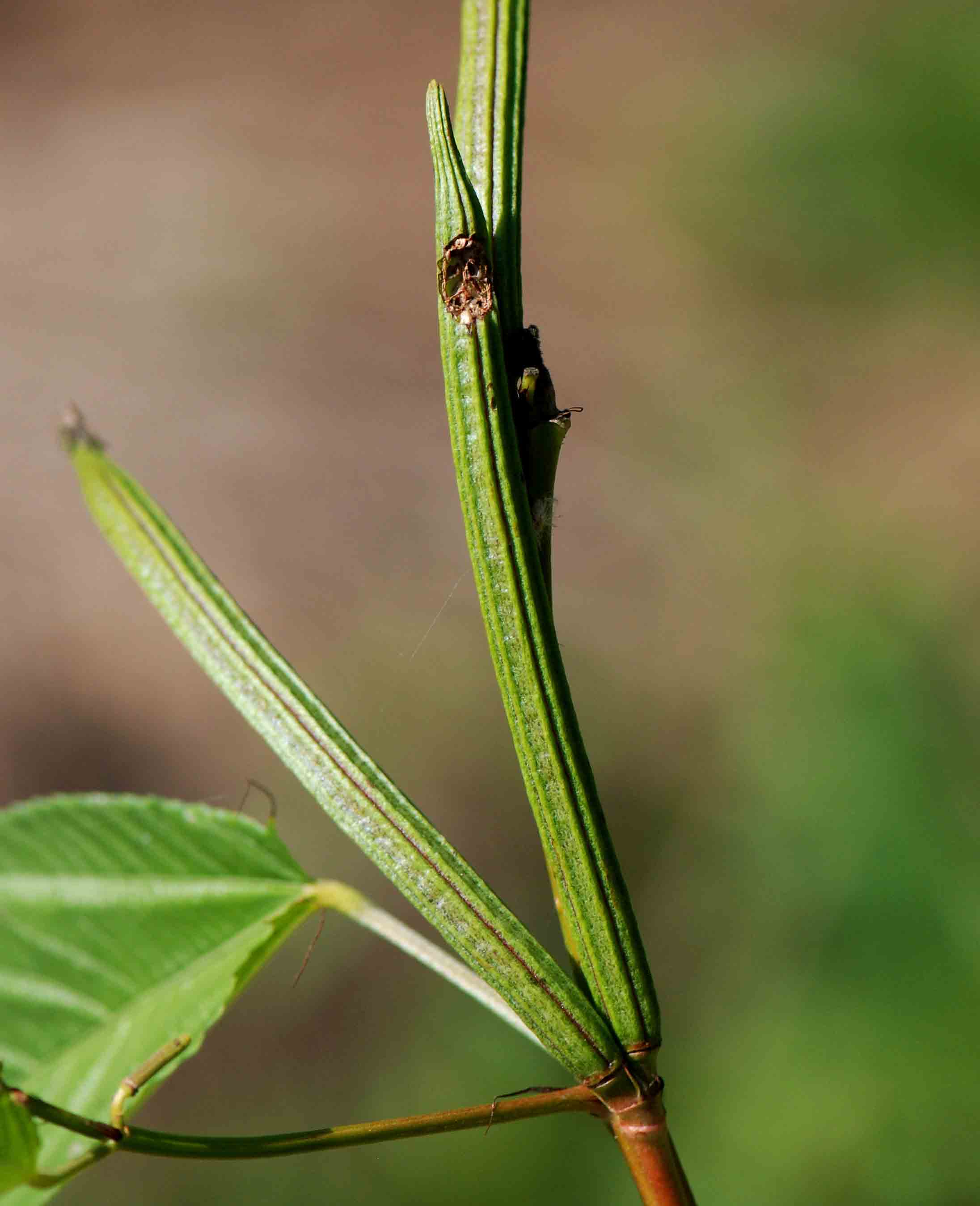 معرفی و راهنمای پرورش سبزی جات برگی - جوت برگ پنیرکی